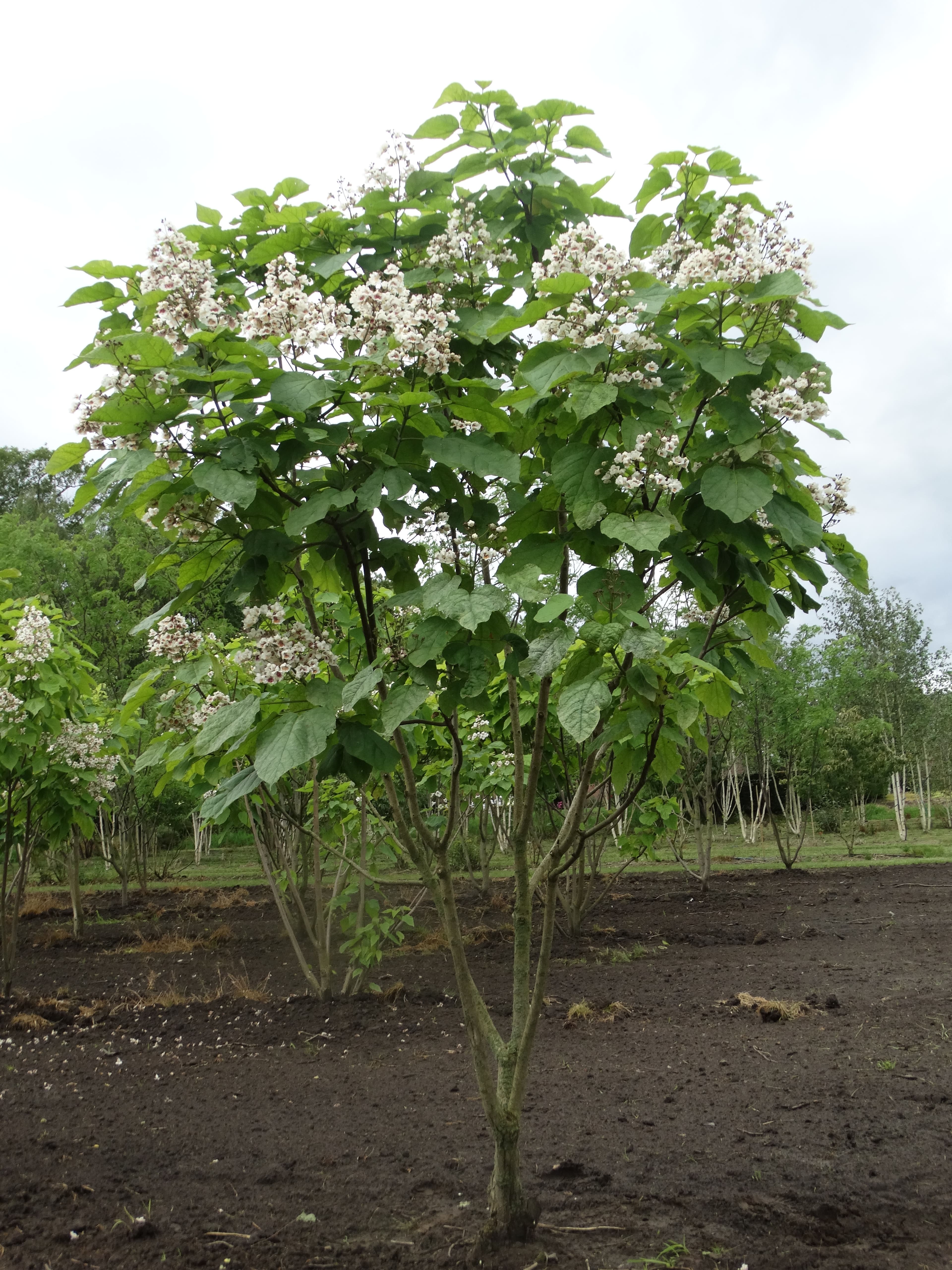 Catalpa bignonioides multi-stem