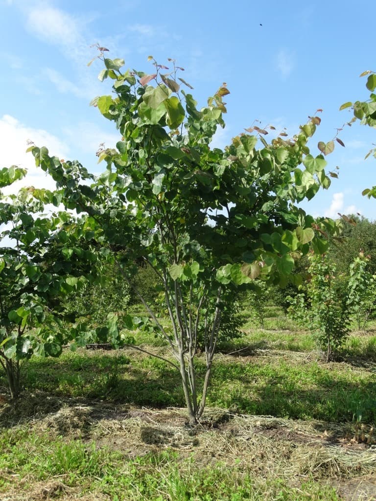 Cercis canadensis multi-stem