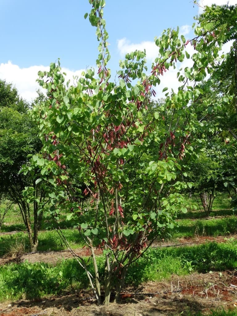 Cercis siliquastrum multi-stem
