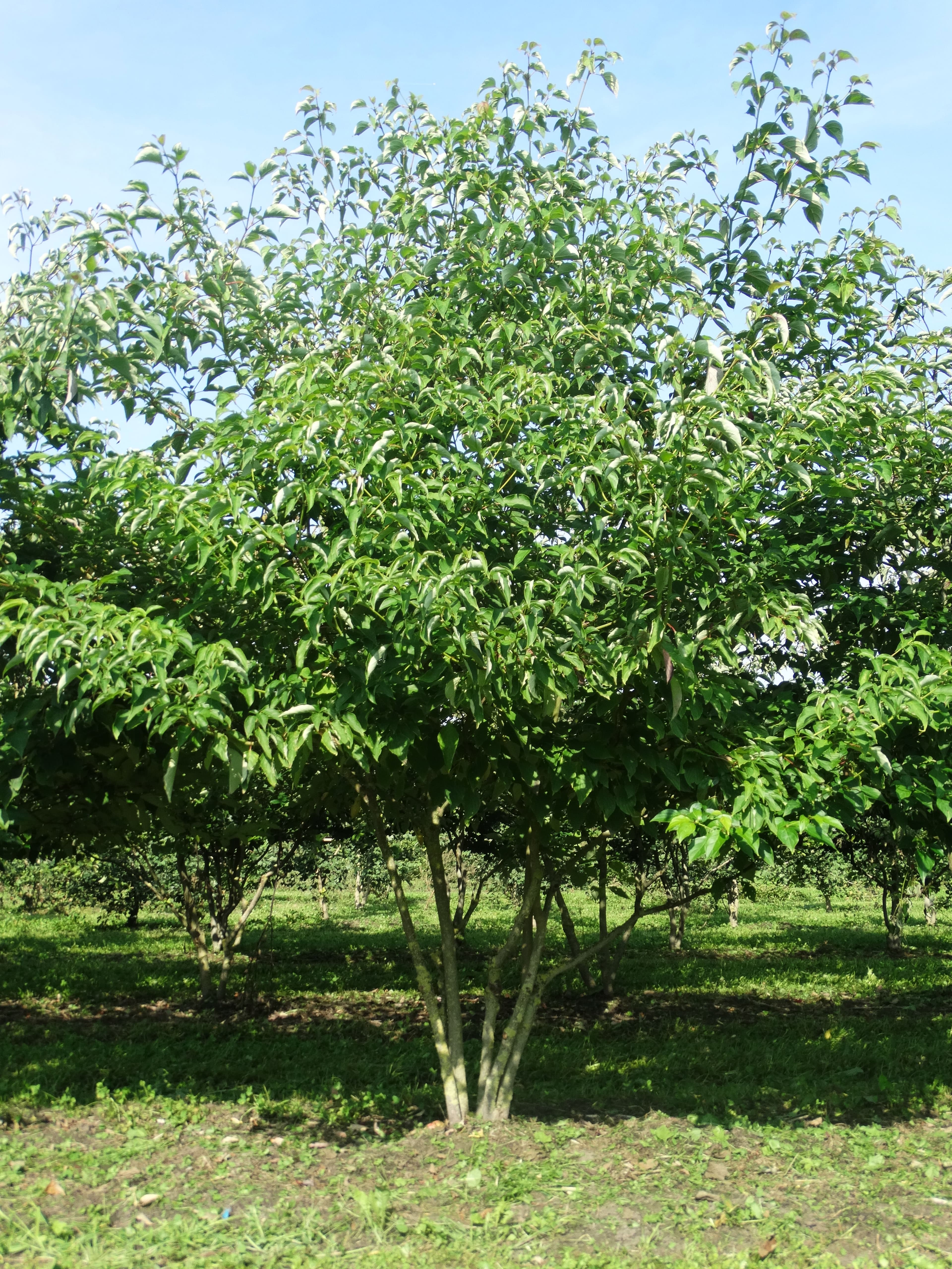 Cornus alternifolia multi-stem