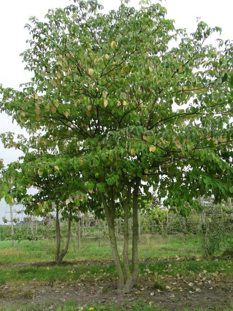 Cornus controversa multi-stem