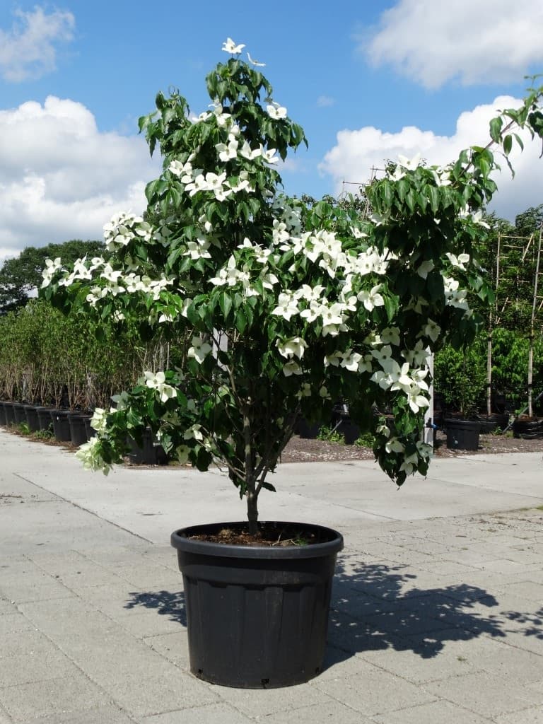 Cornus kousa ‘China Girl’ multi-stem
