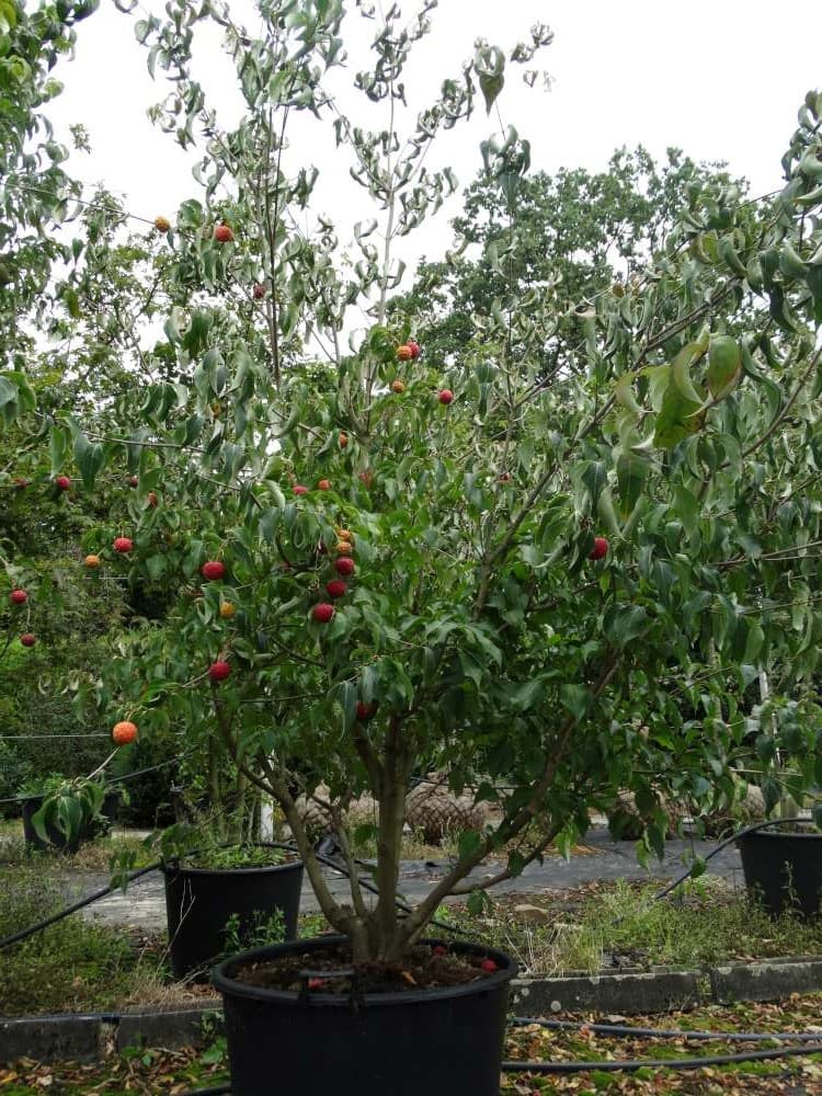 Cornus kousa var. chinensis multi-stem