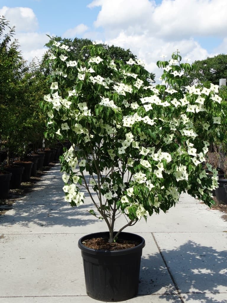 Cornus kousa ‘Milky Way’ multi-stem