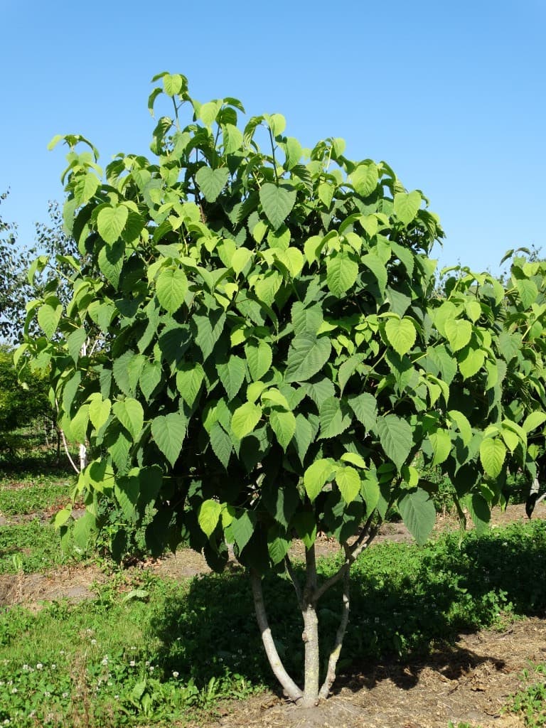 Davidia involucrata multi-stem