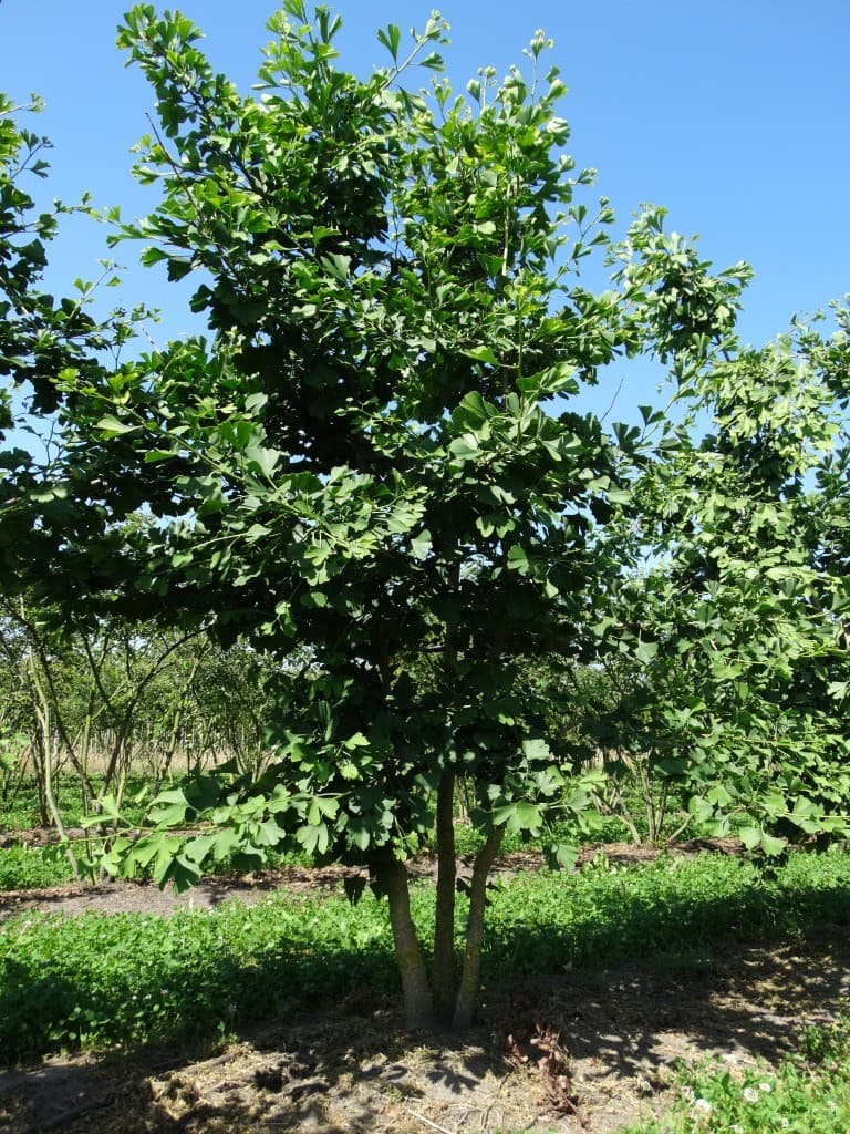 Ginkgo biloba multi-stem