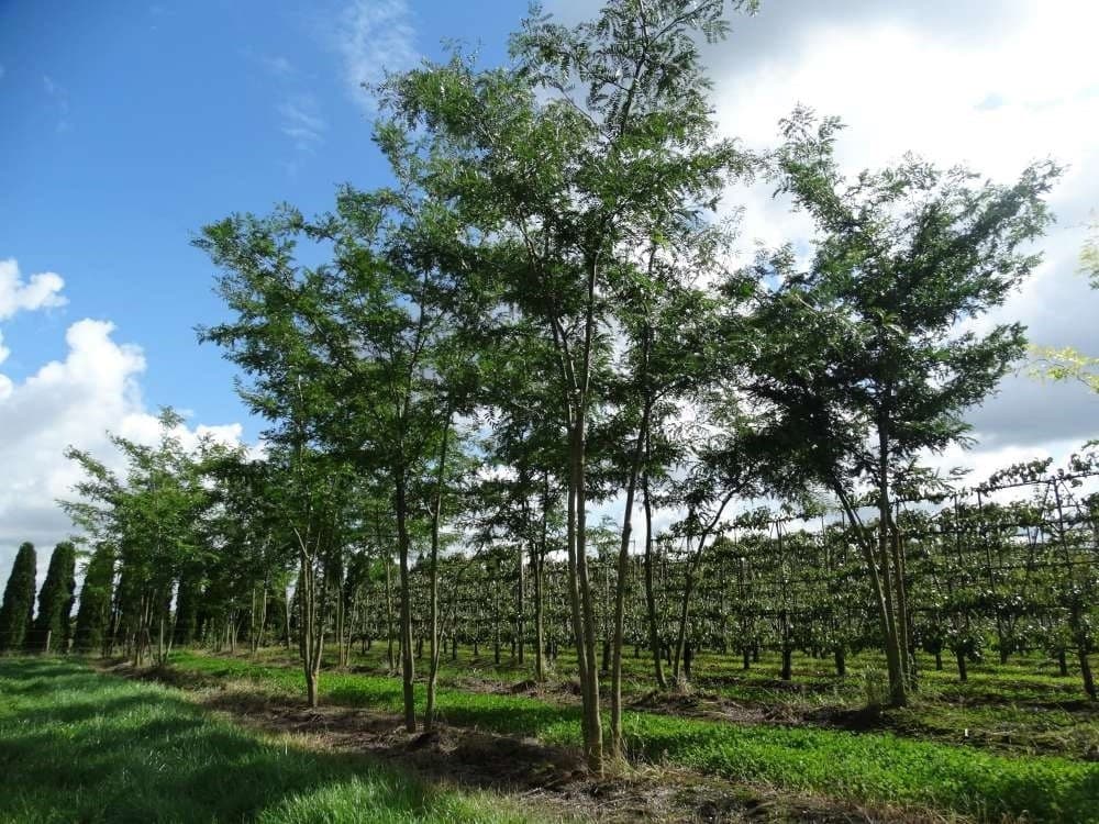 Gleditsia triacanthos f. inermis multi-stem