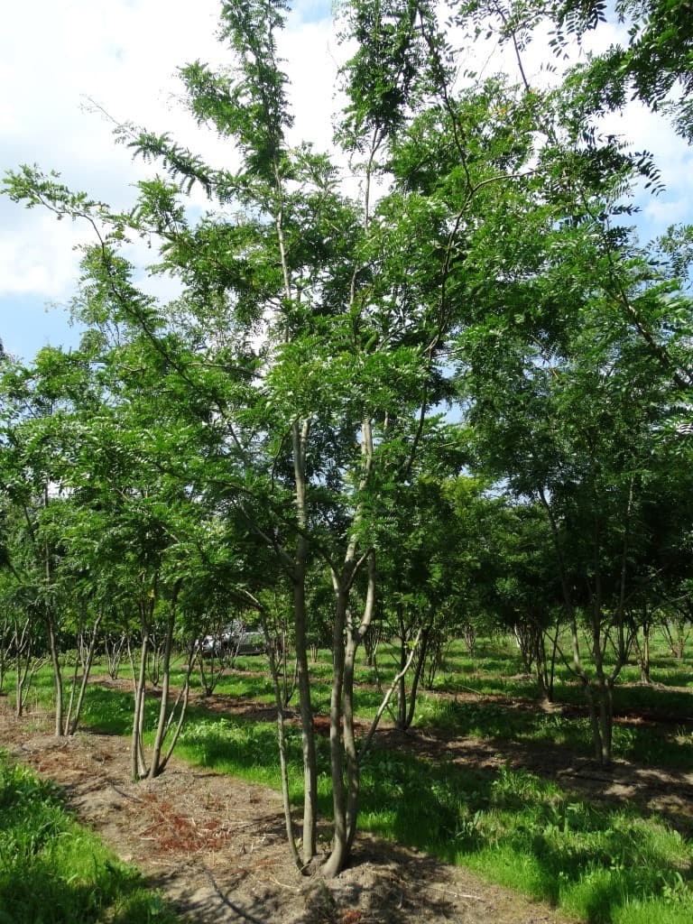 Gleditsia triacanthos ‘Skyline’ multi-stem