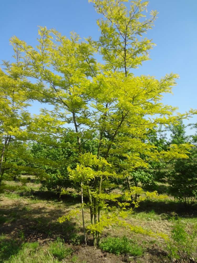 Gleditsia triacanthos ‘Sunburst’ multi-stem