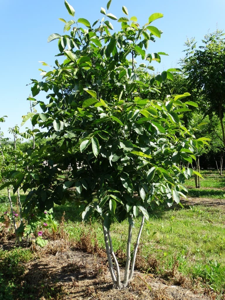 Juglans regia multi-stem