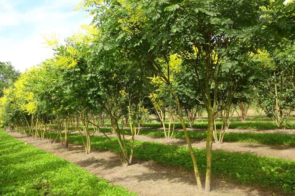 Koelreuteria paniculata multi-stem