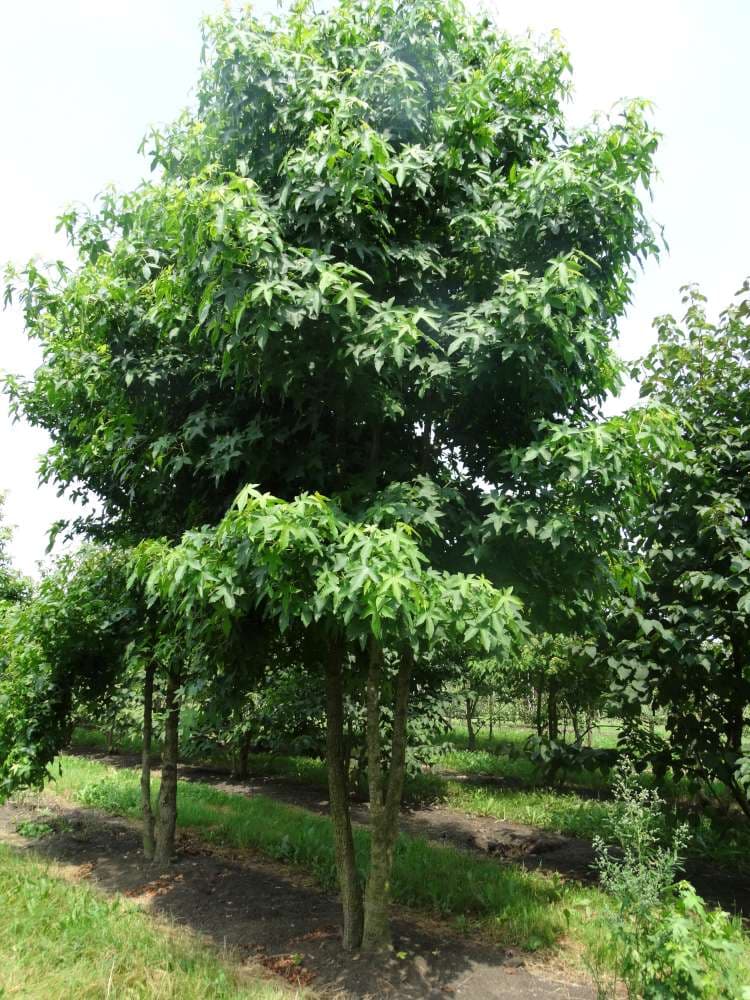 Liquidambar styraciflua multi-stem