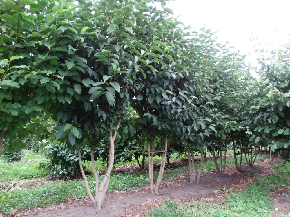 Magnolia kobus multi-stem