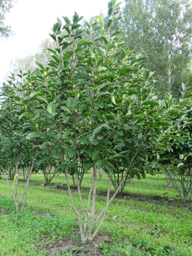 Magnolia soulangeana multi-stem