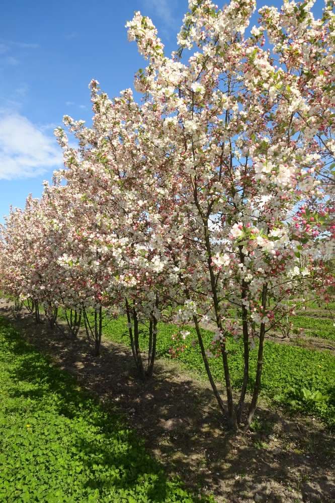 Malus ‘Evereste’ multi-stem