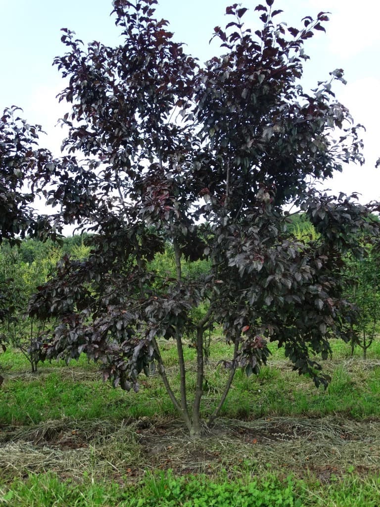 Malus toringo ‘Scarlett’ multi-stem