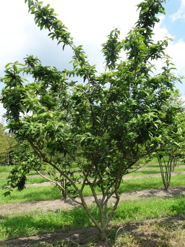 Mespilus germanica multi-stem