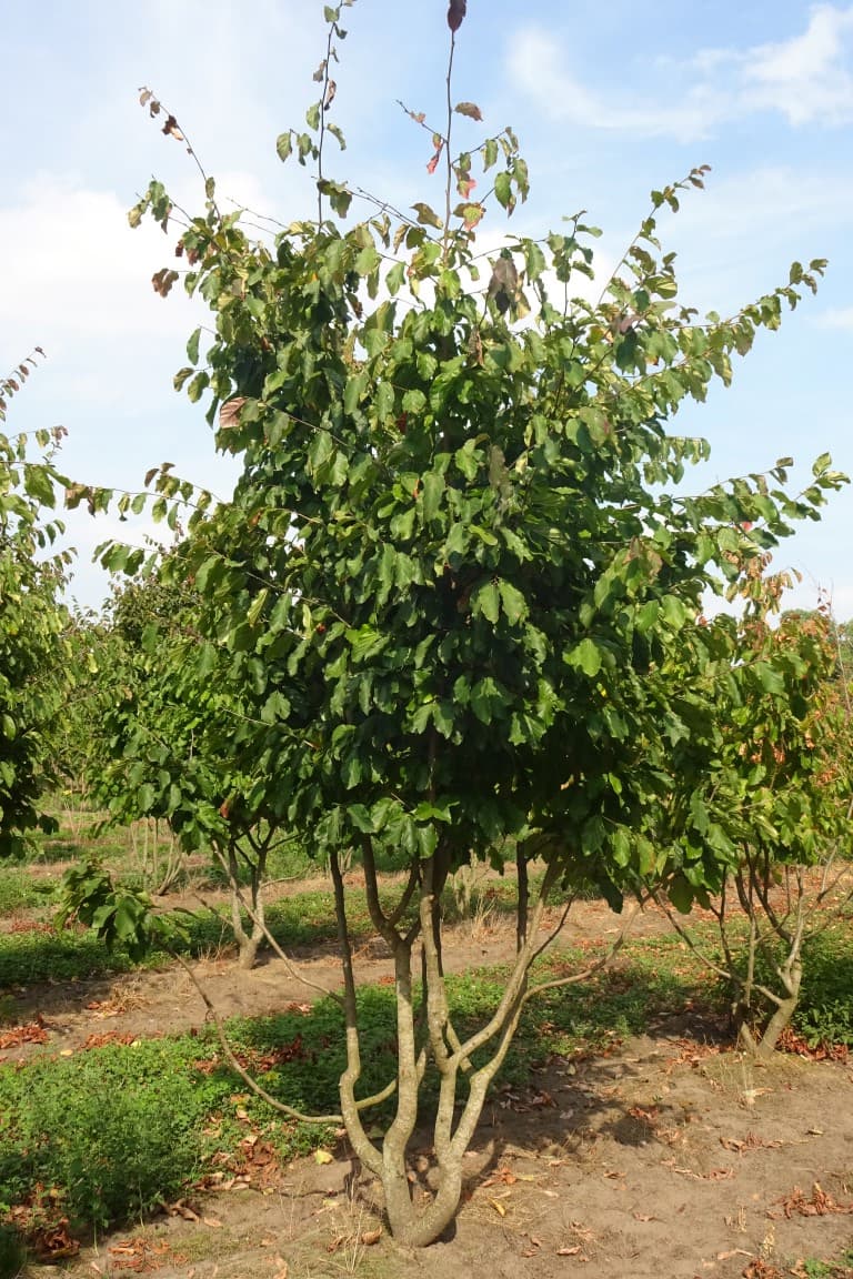 Parrotia persica multi-stem