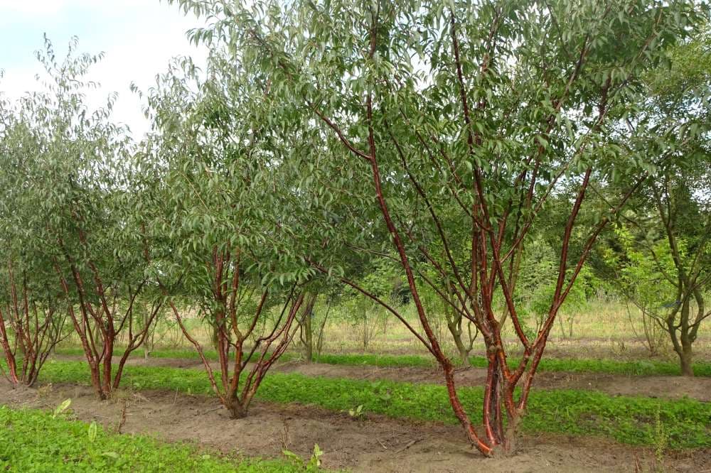 Prunus serrula multi-stem