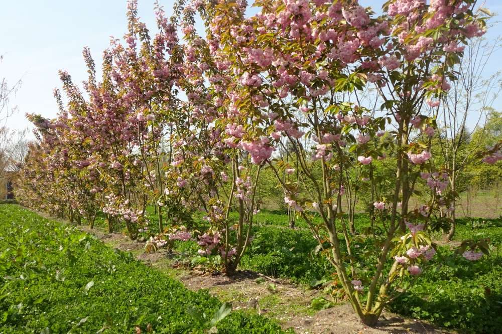 Prunus serrulata ‘Kanzan’ multi-stem
