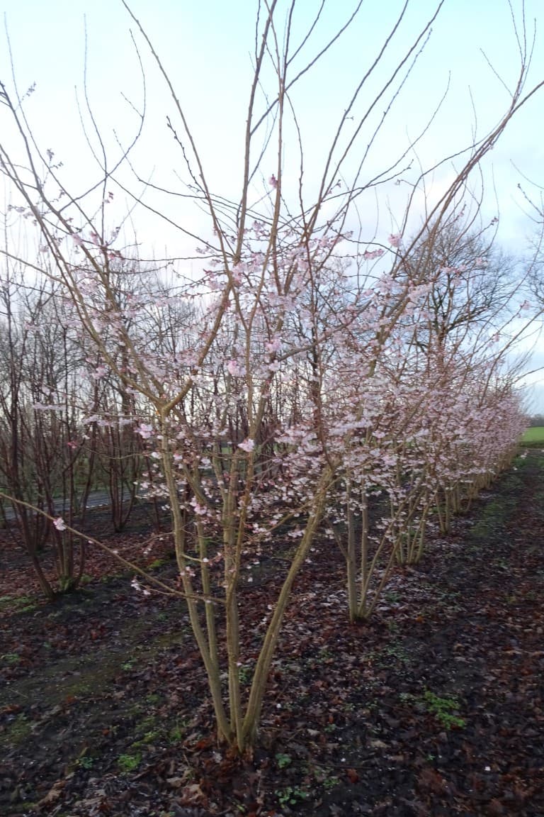 Prunus subhirtella ‘Autumnalis Rosea’ multi-stem