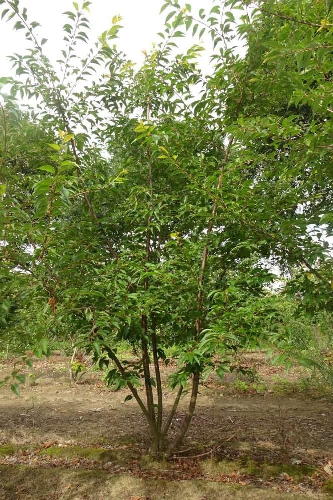 Prunus subhirtella ‘Autumnalis’ multi-stem
