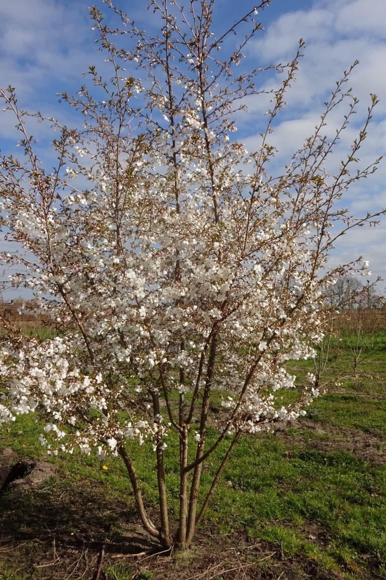 Prunus The Bride multi-stem