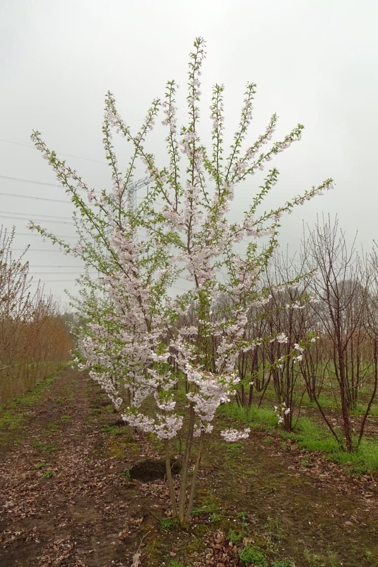 Prunus yedoensis multi-stem