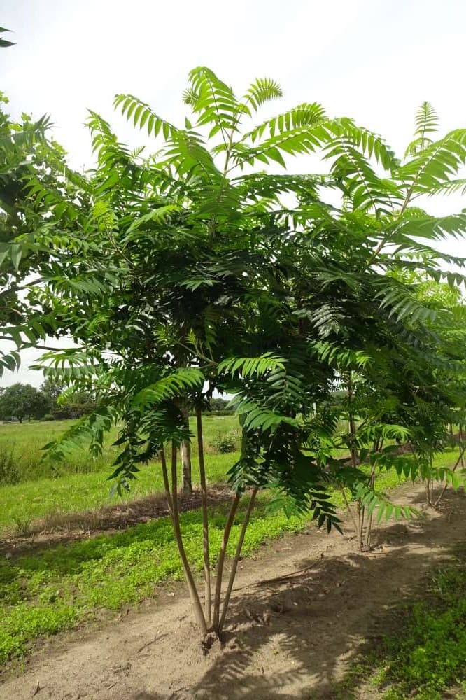 Rhus typhina multi-stem