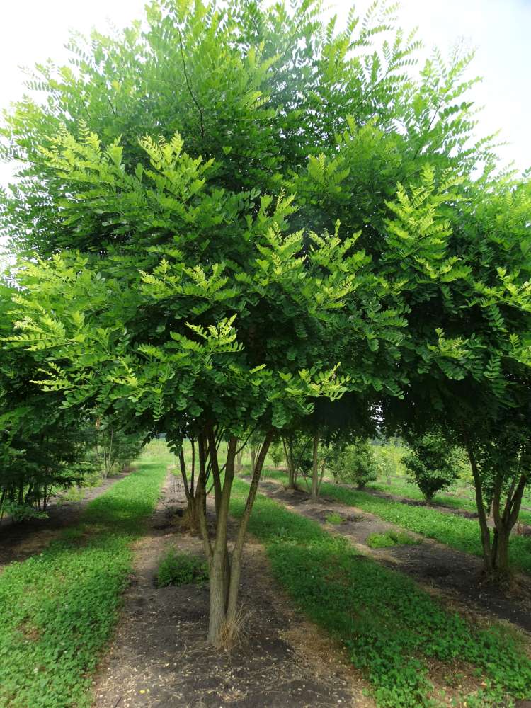 Styphnolobium japonicum multi-stem