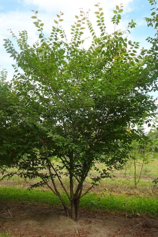 Zelkova serrata multi-stem