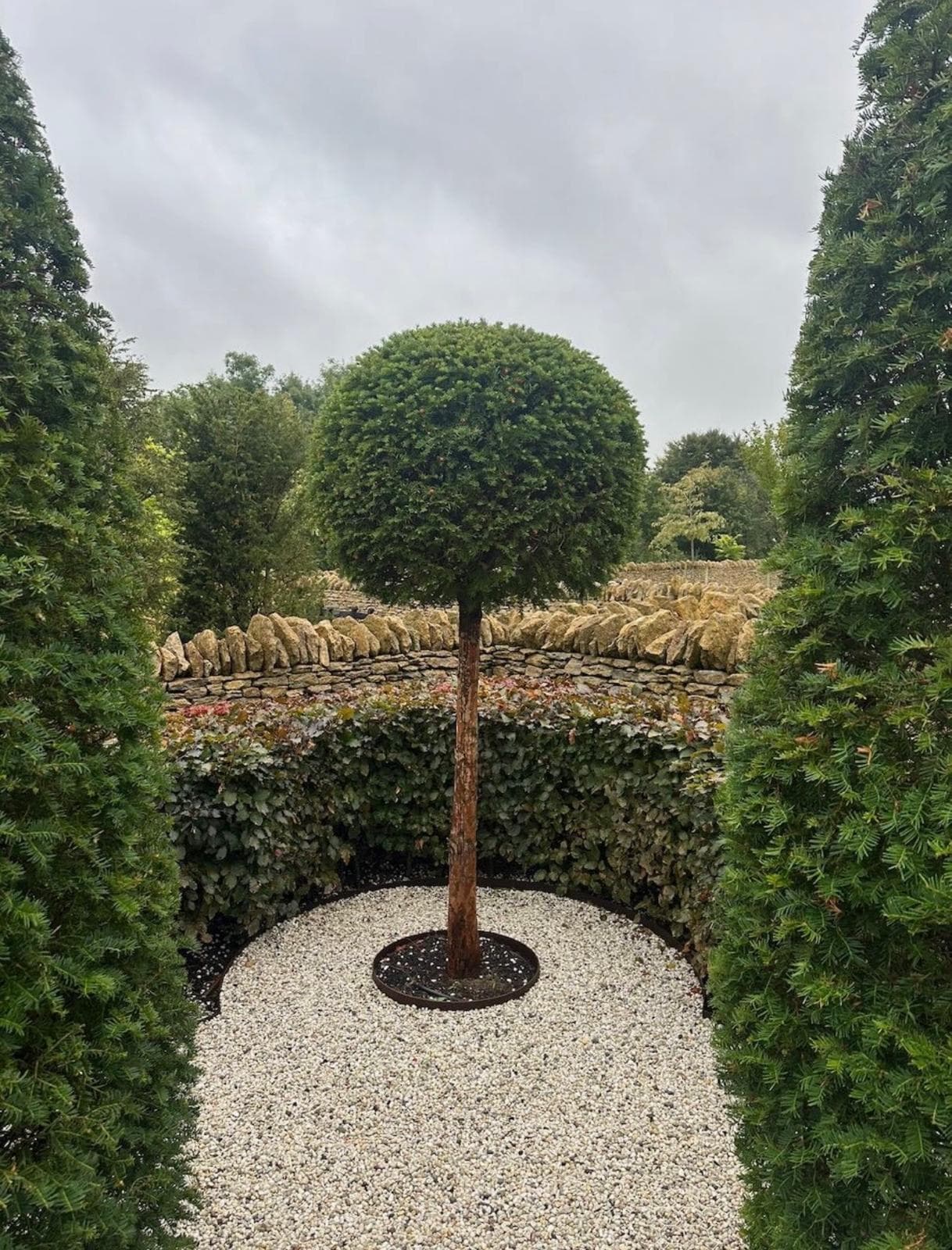 Ball on stem topiary framed by yew cones
