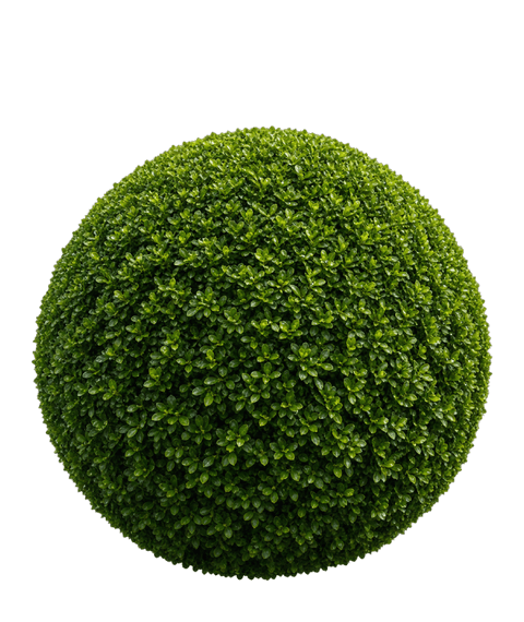 Ball topiary form