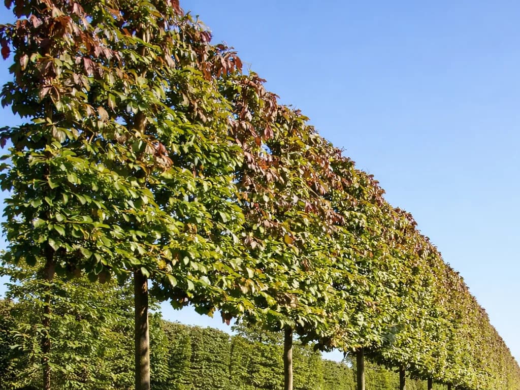 Pleached Persian Ironwood