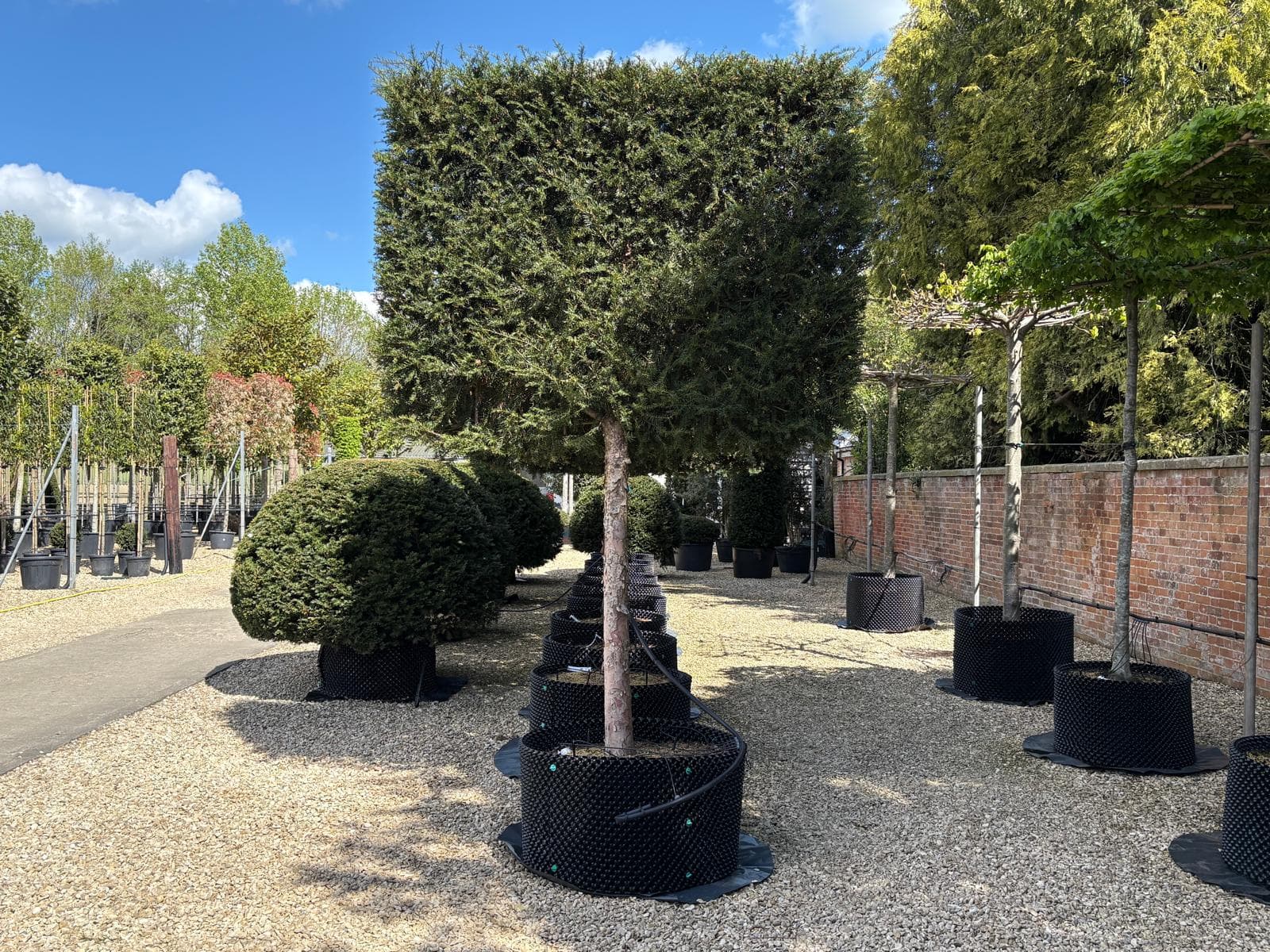 Pleached Yew