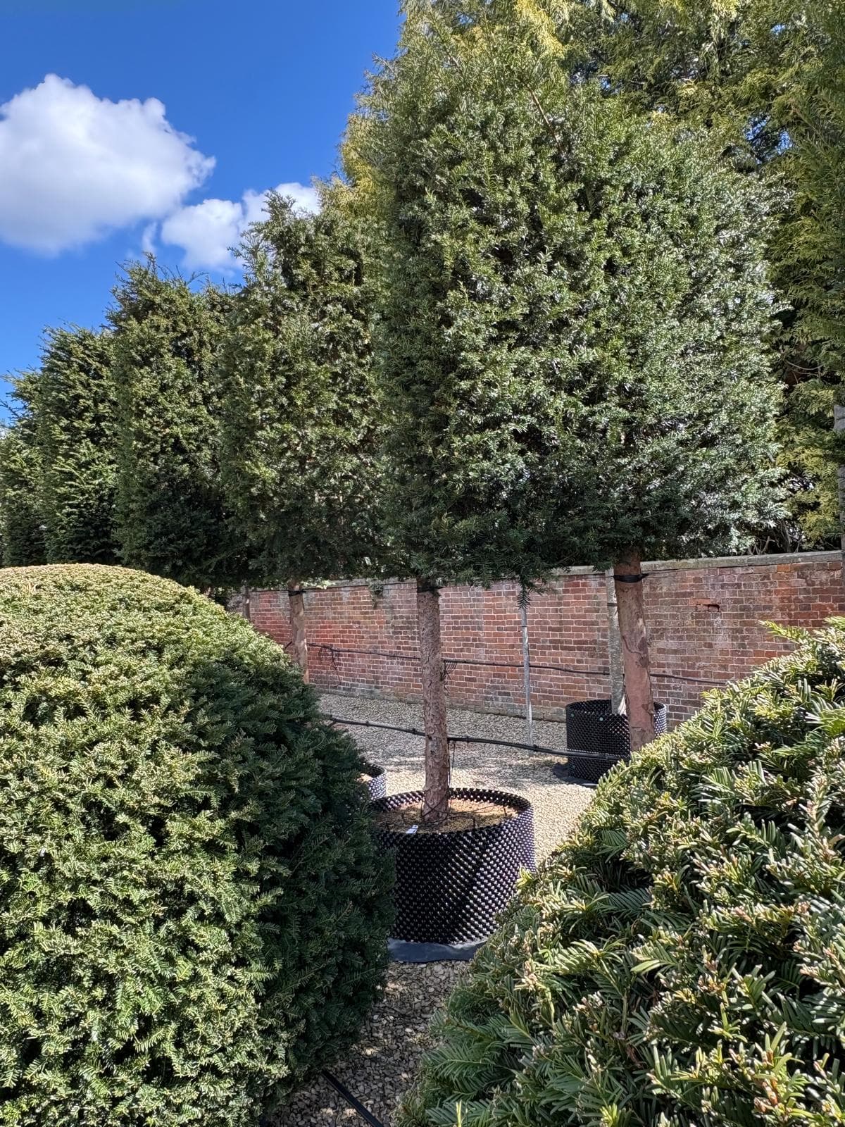 Training a pleached tree on bamboo frame