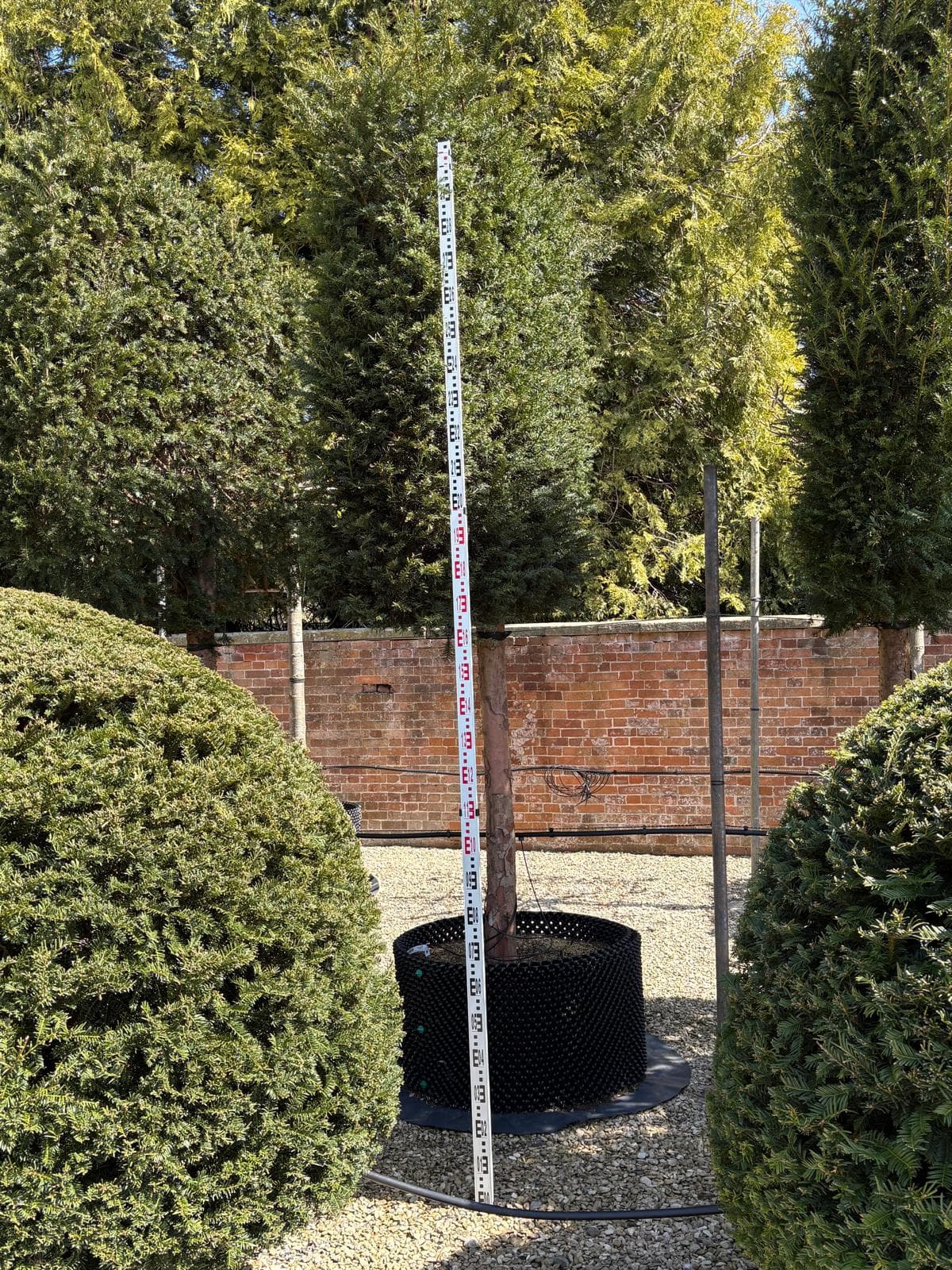 Pleached Yew