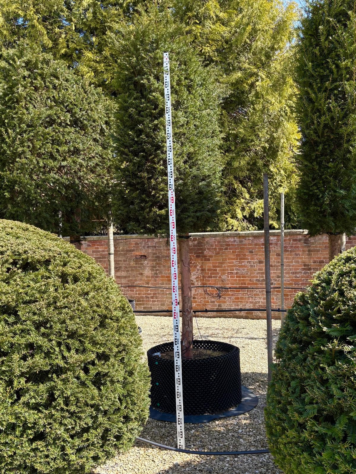 Pleached Yew