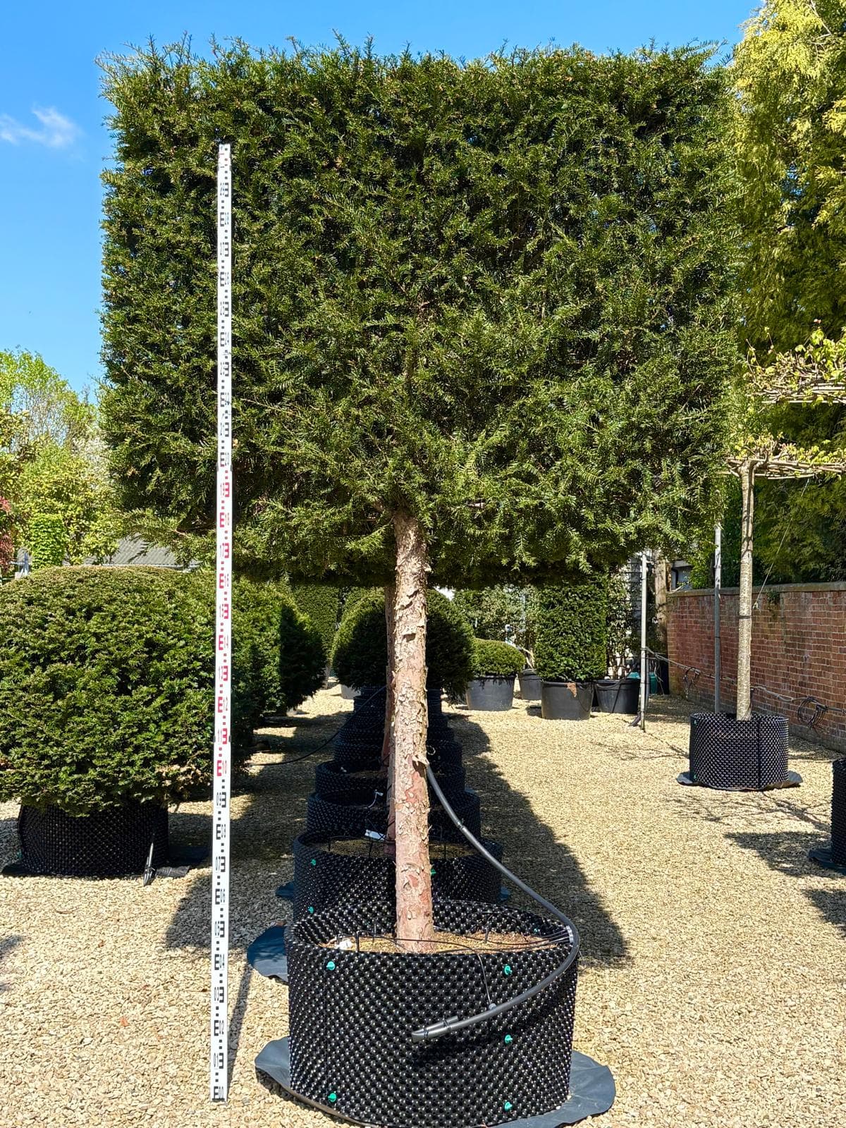 Pleached Yew