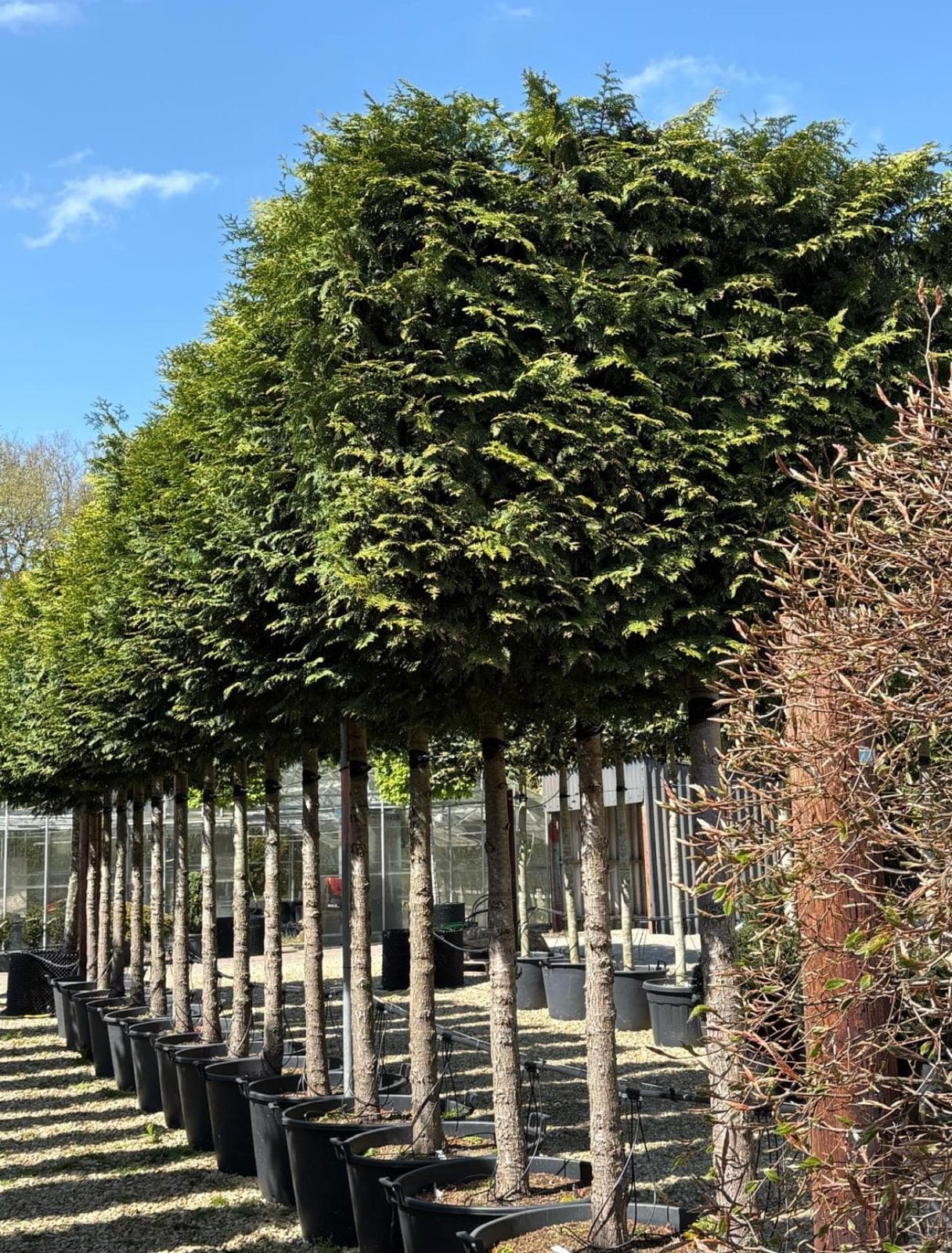 Pleached Yew (Taxus baccata)