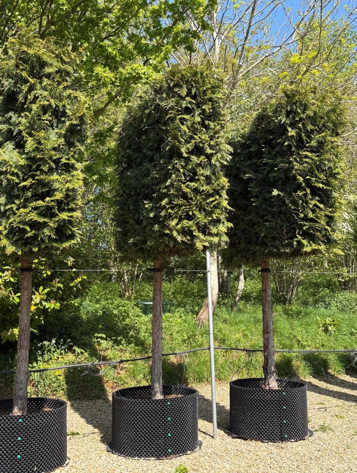 Pleached Yew (Taxus baccata)
