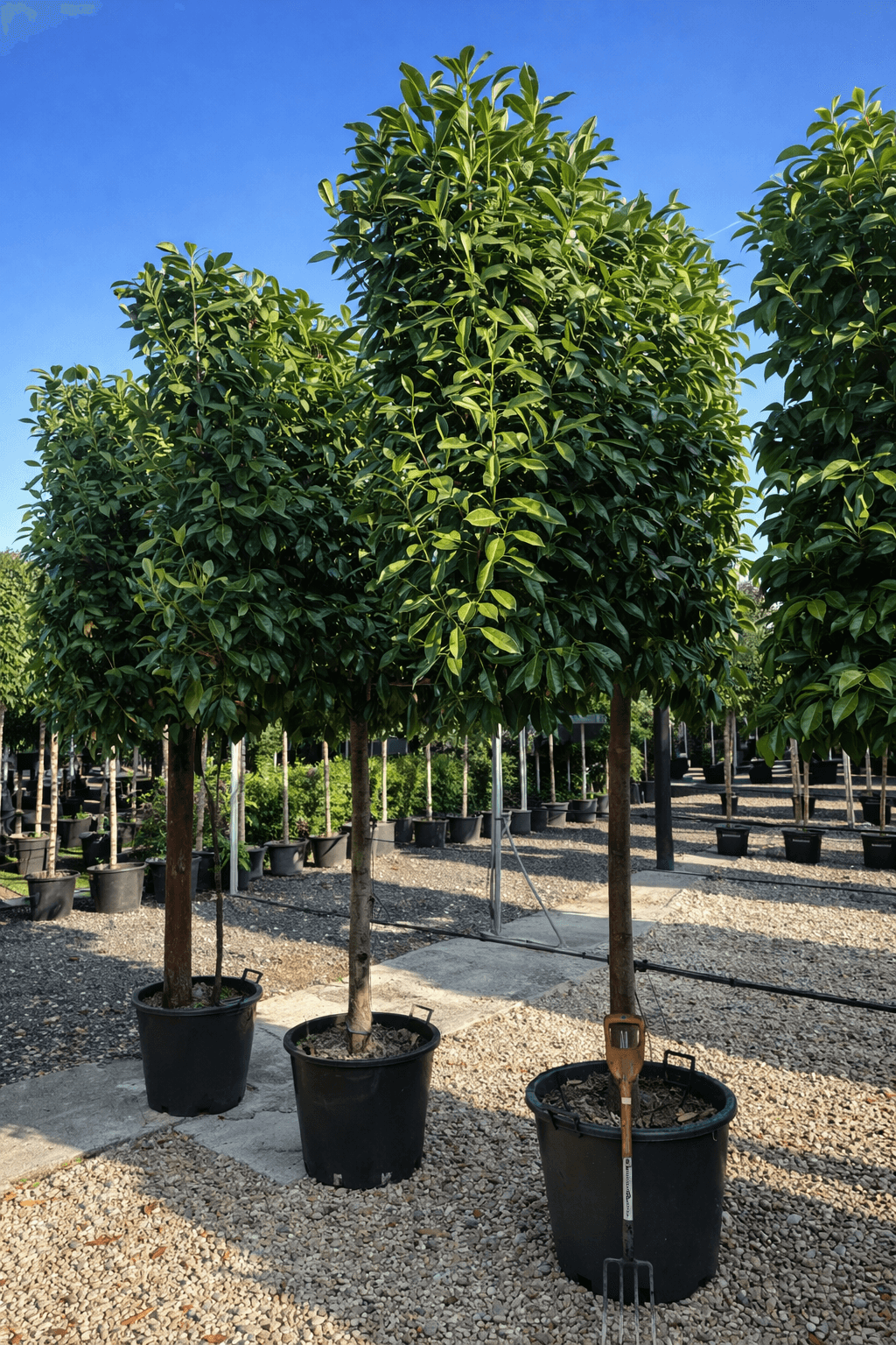 Pleached Cherry Laurel Rotundifolia
