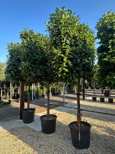 Pleached Cherry Laurel Rotundifolia
