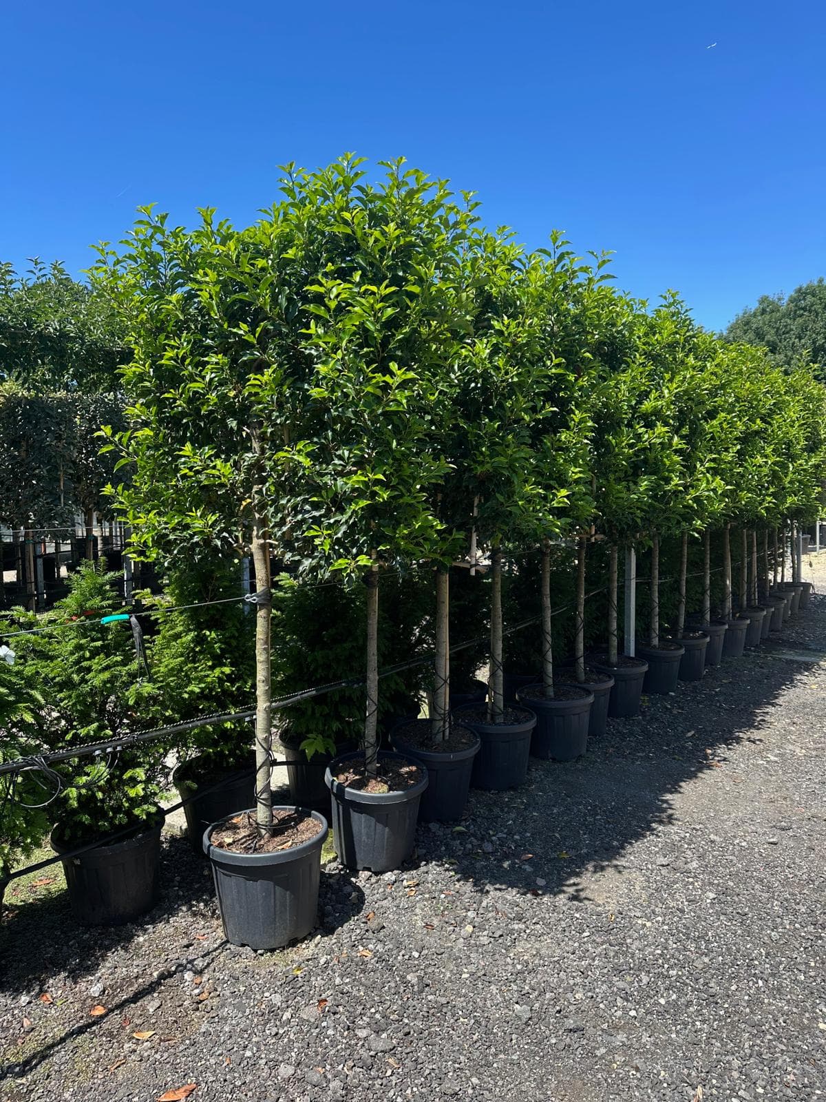 Pleached Portuguese Laurel Angustifolia - rows at nursery