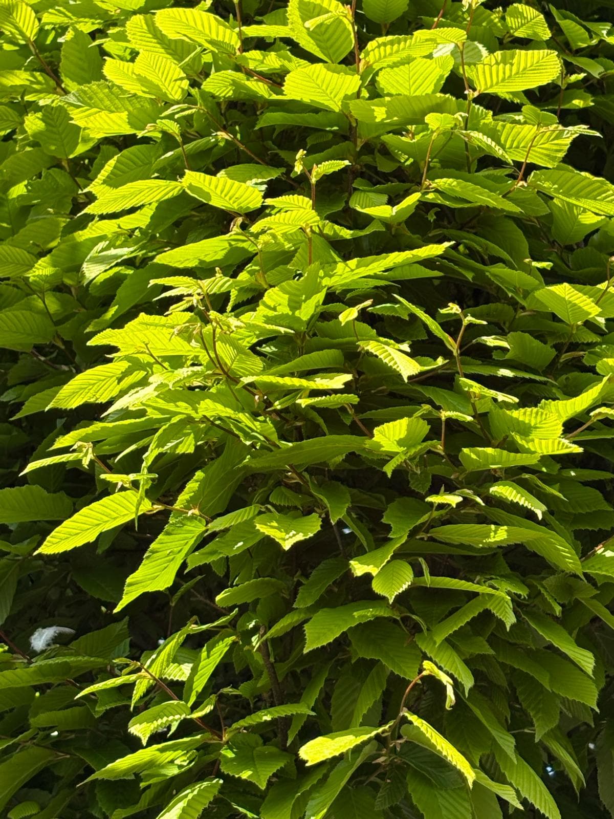 Pleached Portuguese Laurel Angustifolia - fresh green leaf detail close-up