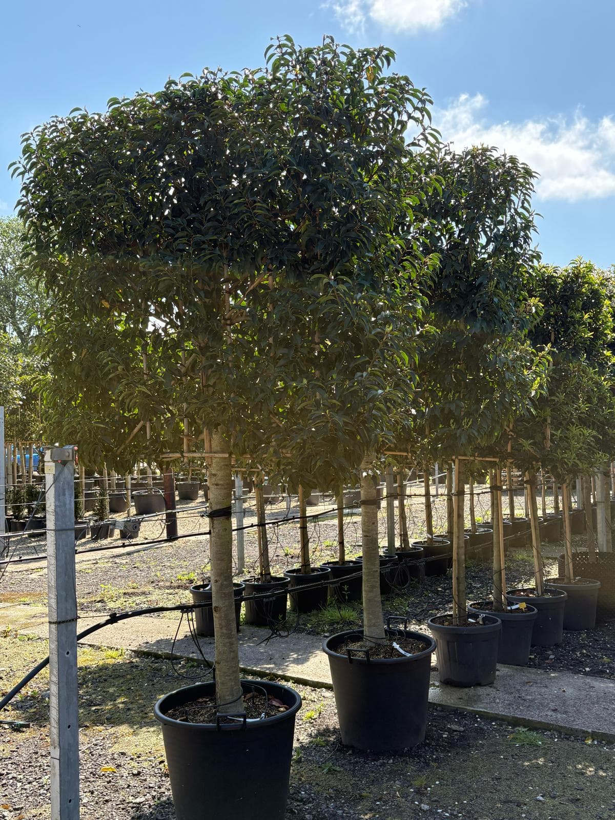 Pleached Portuguese Laurel Angustifolia - standard trees from angle at nursery