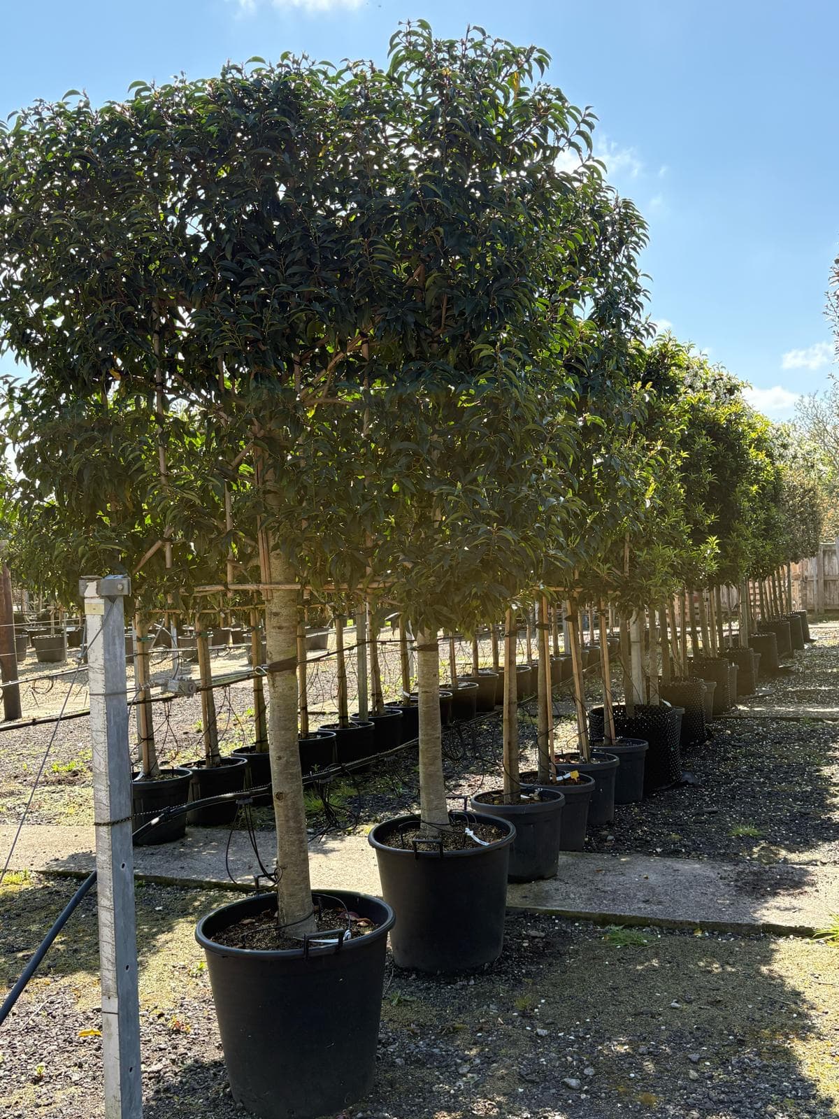 Pleached Portuguese Laurel Angustifolia - standard trees in rows at nursery