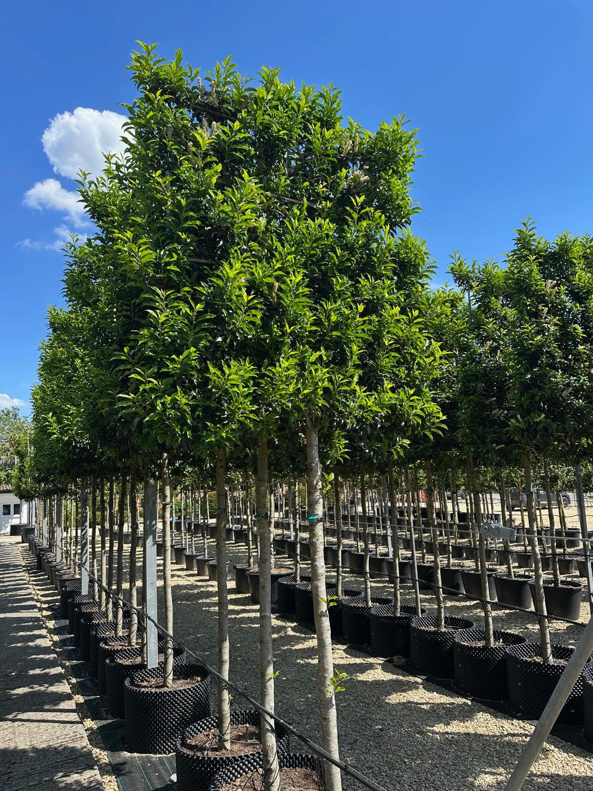 Low pleached screens ready to provide instant privacy