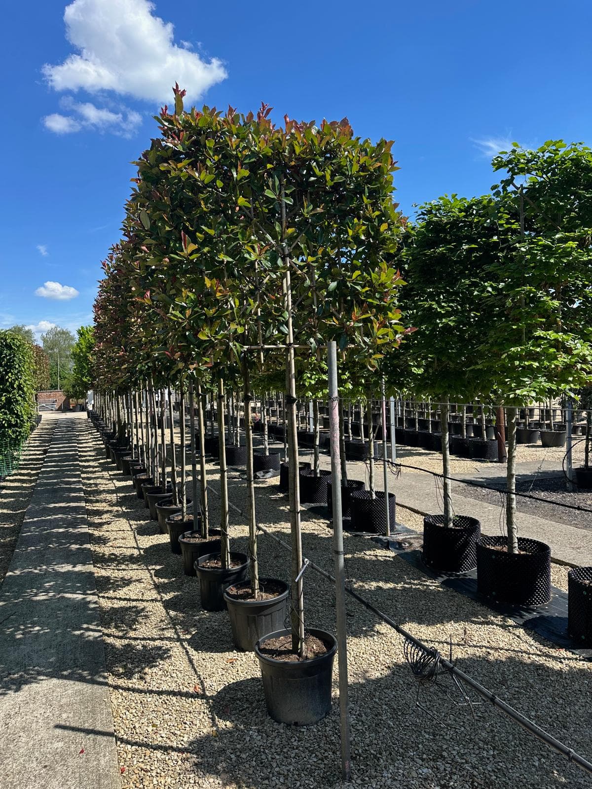 Training a mature Ilex JC van Tol Holly