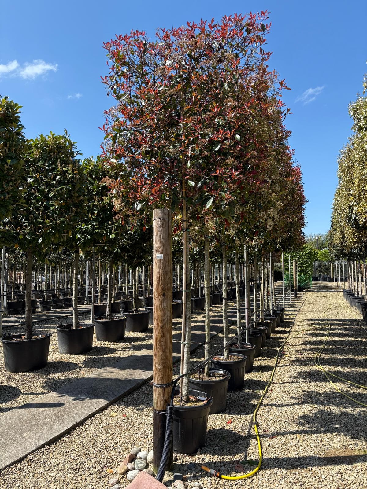 Pleached Photinia Red Robin with measuring stake at nursery